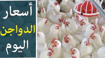 www.elmostaqbal.com 2019 10 25 08 41 55 124988 1 800x500 1