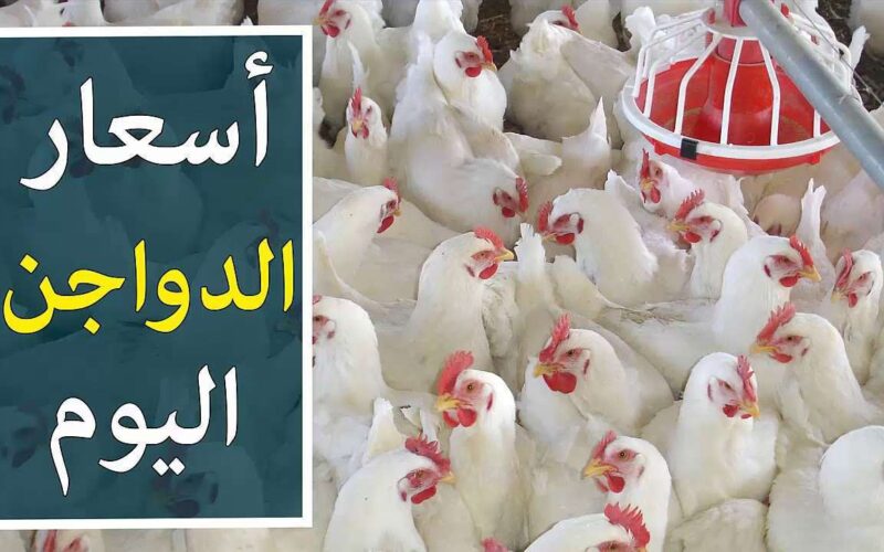 “بعد الانخفاض الأخير” كم سعر الفراخ والبيض اليوم الاثنين 15 يوليو في مصر؟