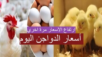 أسعار الدواجن اليوم 1 1