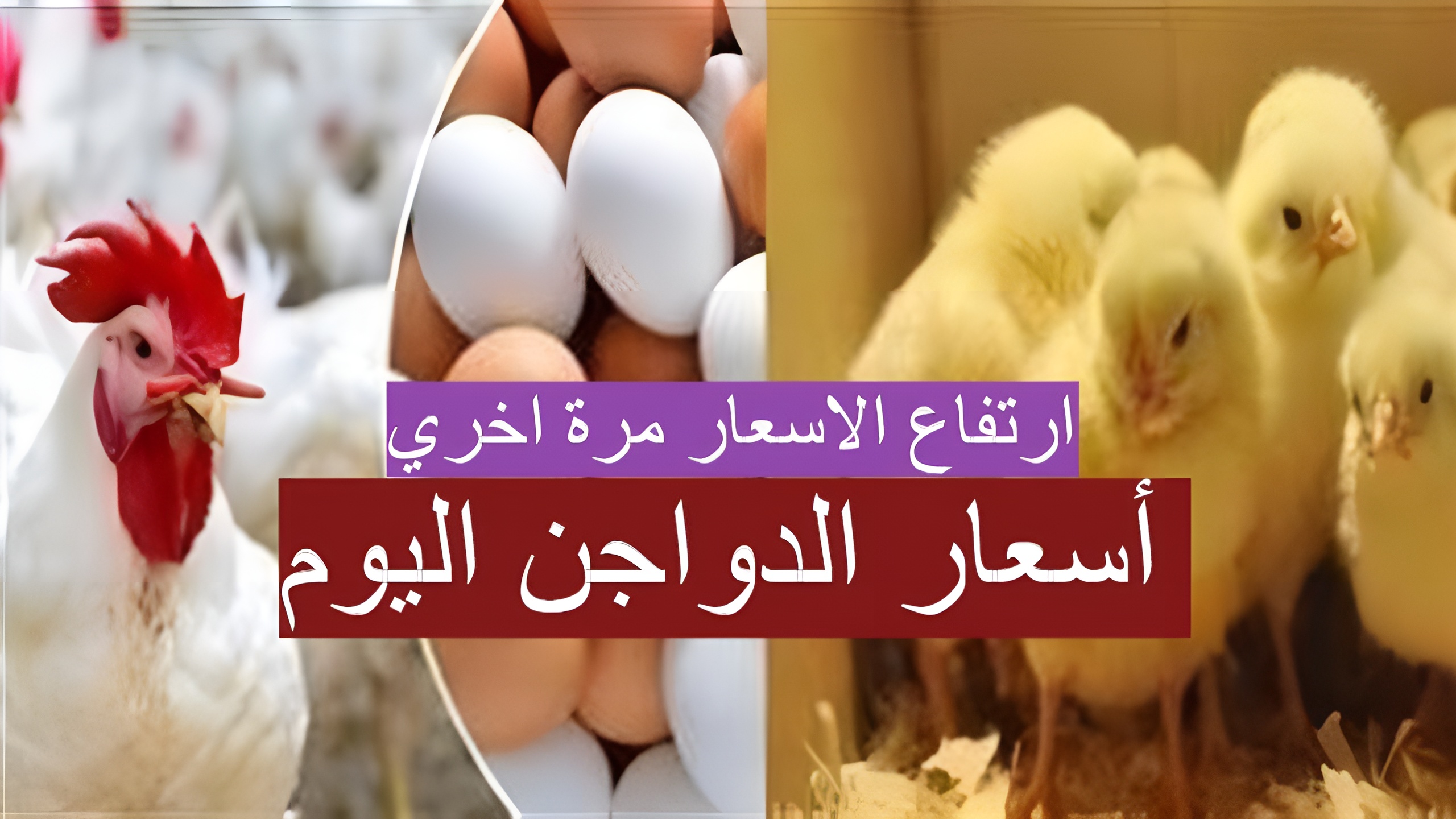 “زيادة حوالي 10 جنيهات” ارتفاع أسعار الدواجن اليوم مجددًا في الأسواق