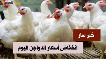 أسعار الدواجن اليوم 1