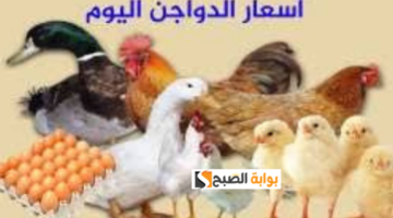 أسعار الدواجن اليوم