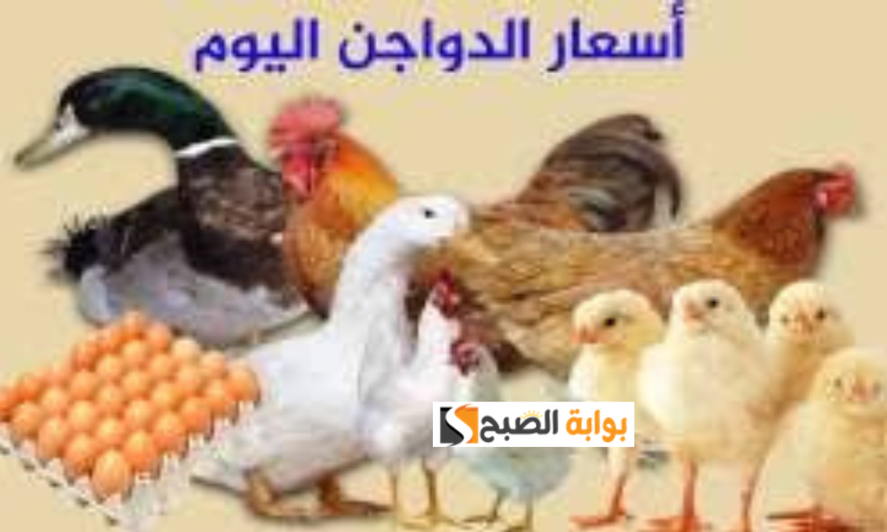 أسعار الدواجن اليوم الخميس 11 يوليو 2024.. سعر كيلو الفراخ البلدي والبيضاء وكرتونة البيض الأبيض والأحمر 5 أسعار الدواجن اليوم الخميس 11 يوليو 2024.. سعر كيلو الفراخ البلدي والبيضاء وكرتونة البيض الأبيض والأحمر