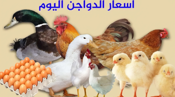 أسعار الفراخ