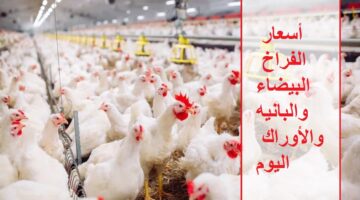 أسعار الفراخ اليوم