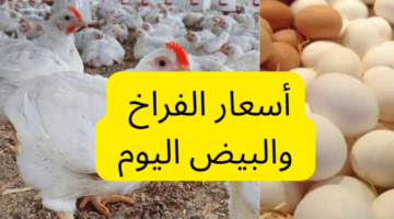 أسعار الفراخ اليوم