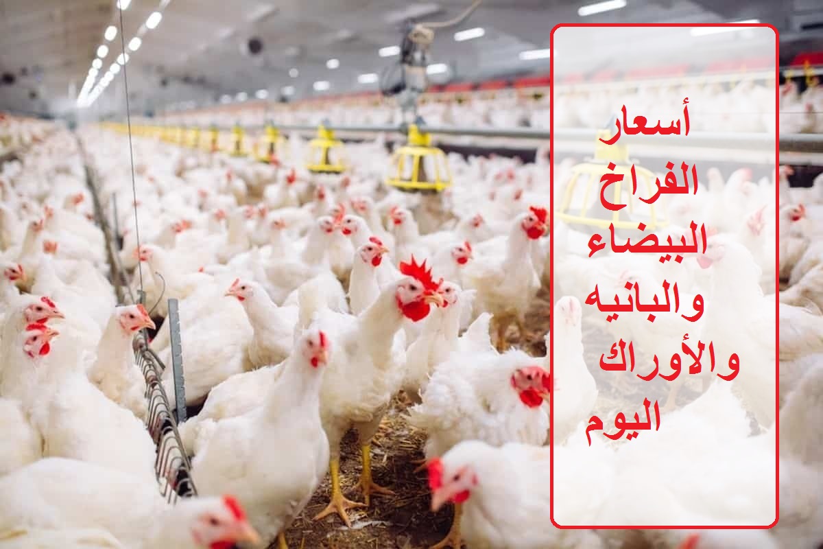 أسعار الفراخ والبيض اليوم الأربعاء 3 يوليو في السوق المصري