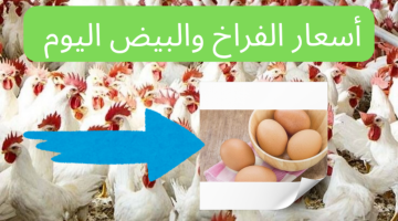 أسعار الفراخ والبيض اليوم 1