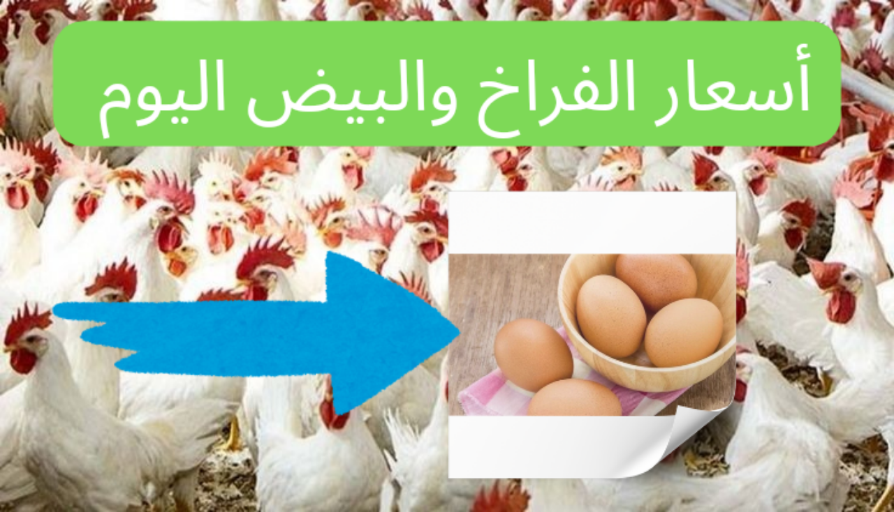 تراجع أسعار الدواجن والبيض اليوم الثلاثاء 16 يوليو 2024 في الأسواق 2 تراجع أسعار الدواجن والبيض اليوم الثلاثاء 16 يوليو 2024 في الأسواق