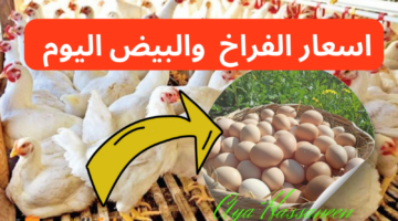 أسعار الفراخ والبيض اليوم