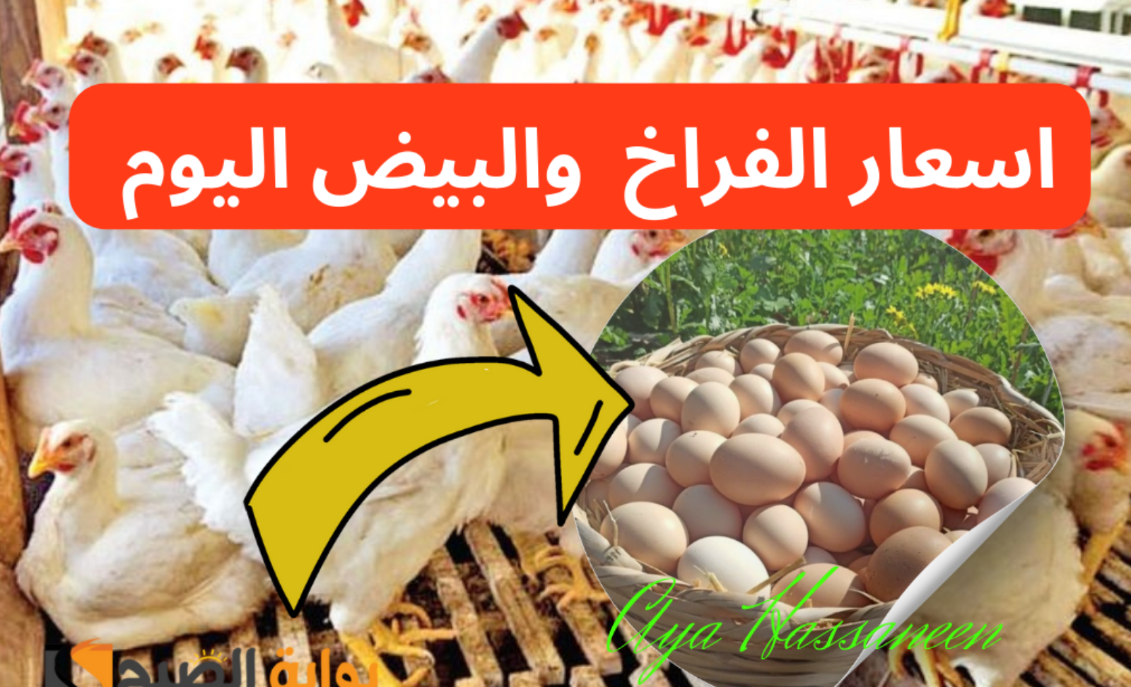 تراجع أسعار الفراخ والبيض اليوم الأحد 14 يوليو 2024 في الأسواق 2 تراجع أسعار الفراخ والبيض اليوم الأحد 14 يوليو 2024 في الأسواق
