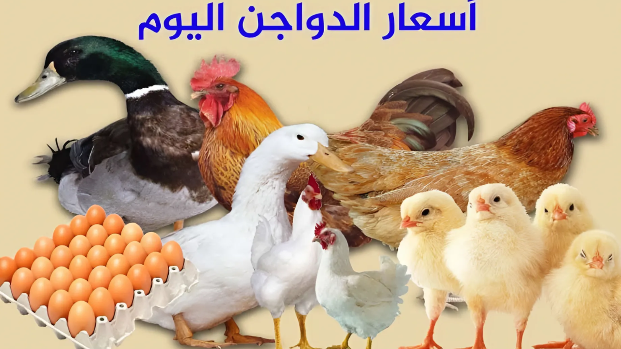 أسعار الفراخ اليوم الجمعة 19 يوليو 2024 في المزرعة ومحال بيع الدواجن 2 أسعار الفراخ اليوم الجمعة 19 يوليو 2024 في المزرعة ومحال بيع الدواجن