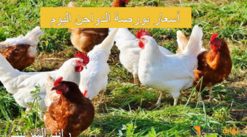 أسعار بورصة الدواجن اليوم 1 1 1 1