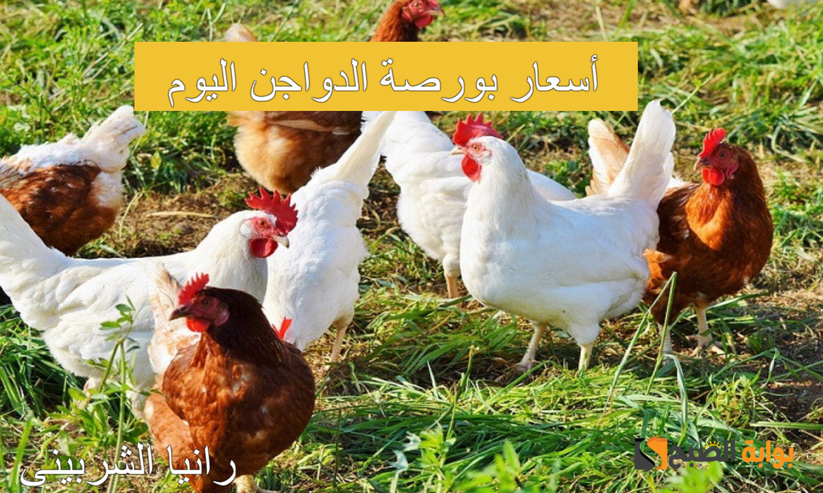 “بكام الفراخ النهارده” أسعار بورصة الدواجن اليوم الإثنين 22/7/2024 والكتاكيت في الأسواق المصرية