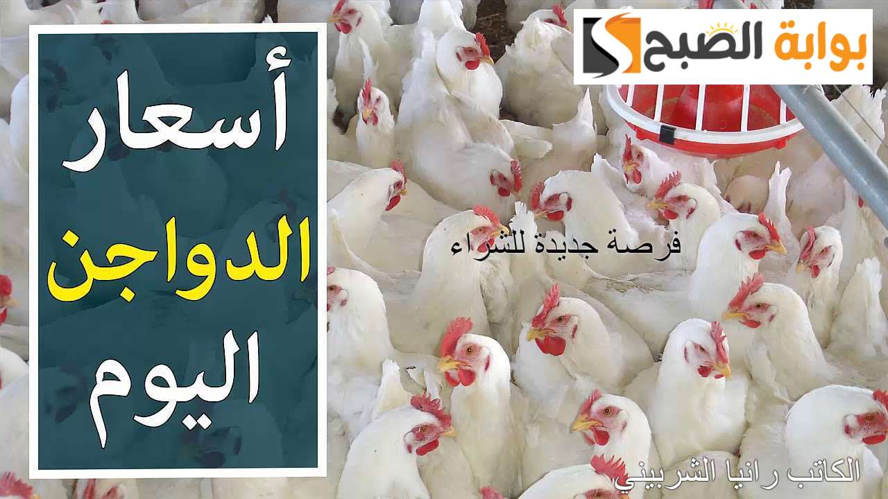 “بكام النهارده” أسعار بورصة الدواجن اليوم السبت الموافق 13/7/2024 والكتاكيت في مصر