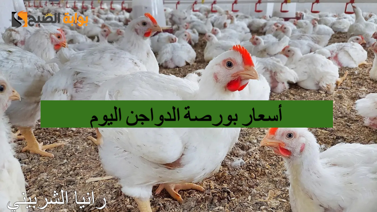“بكام الفراخ” أسعار بورصة الدواجن اليوم الأحد 14/7/2024 والكتاكيت في الأسواق المصرية