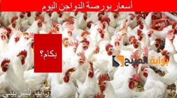 أسعار بورصة الدواجن اليوم 3 1 2