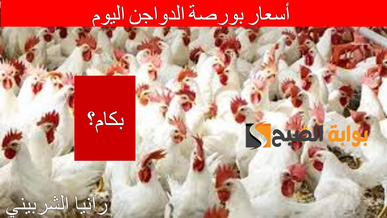 بكام النهارده.. أسعار بورصة الدواجن اليوم الإثنين 29/7/2024 والكتاكيت في الأسواق المصرية