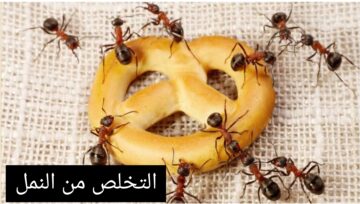 انسي الحشرات.. طرد وهروب النمل من المنزل بطريقة سريعه وبدون مواد كيماوية مش هتلمحيهم تانى