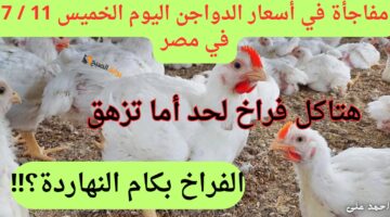اسعار الدواجن اليوم في مصر