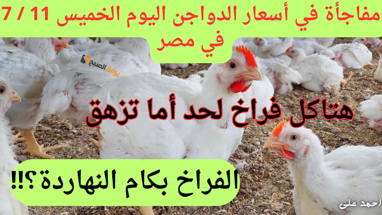 "معقوله الكيلو بــ 68 جنية!!".. أسعار الدواجن اليوم الخميس 2024-7-11 في مصر إنخفاض جديد لجميع أنواع الفراخ 2 “معقوله الكيلو بــ 68 جنية!!”.. أسعار الدواجن اليوم الخميس 2024-7-11 في مصر إنخفاض جديد لجميع أنواع الفراخ