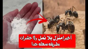 افضل الطرق للتخلص من النمل والصراصير والحشرات
