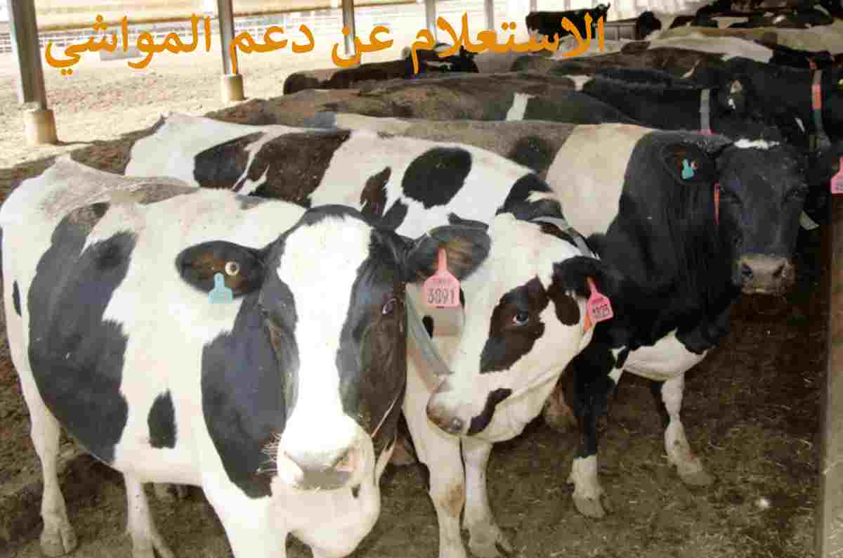 الاستعلام عن دعم المواشي 1446 وموعد صرف الدعم