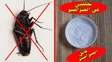 التخلص من الصراصير 1