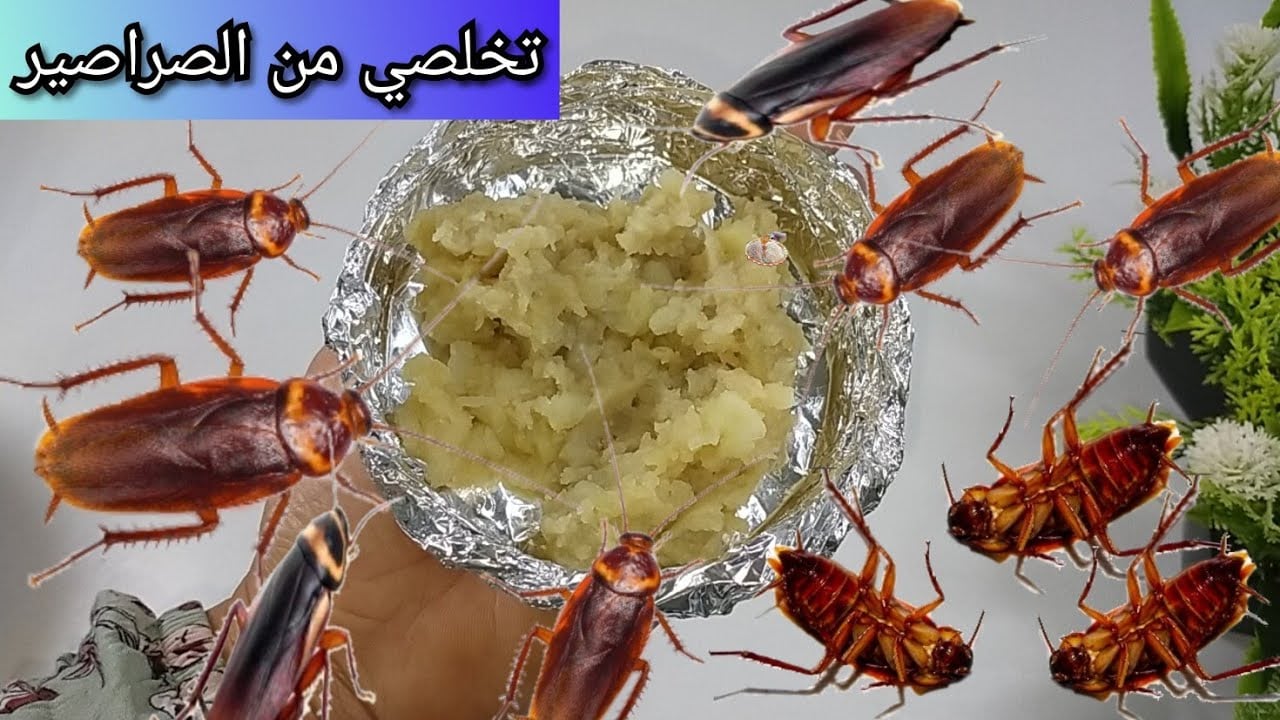 هيختفوا تماماً ولن يعودوا.. طريقة التخلص من الصراصير والحشرات الموجودة في المطبخ بدون مبيدات حشرية 5 هيختفوا تماماً ولن يعودوا.. طريقة التخلص من الصراصير والحشرات الموجودة في المطبخ بدون مبيدات حشرية