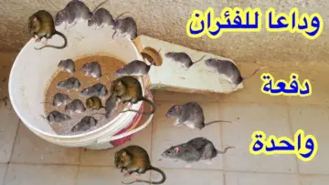 مش هتلمحيهم تاني.. التخلص من الفئران الموجودة بالمنزل دفعه واحده بطريقة ومكونات طبيعيه هيهربوا من بيتك