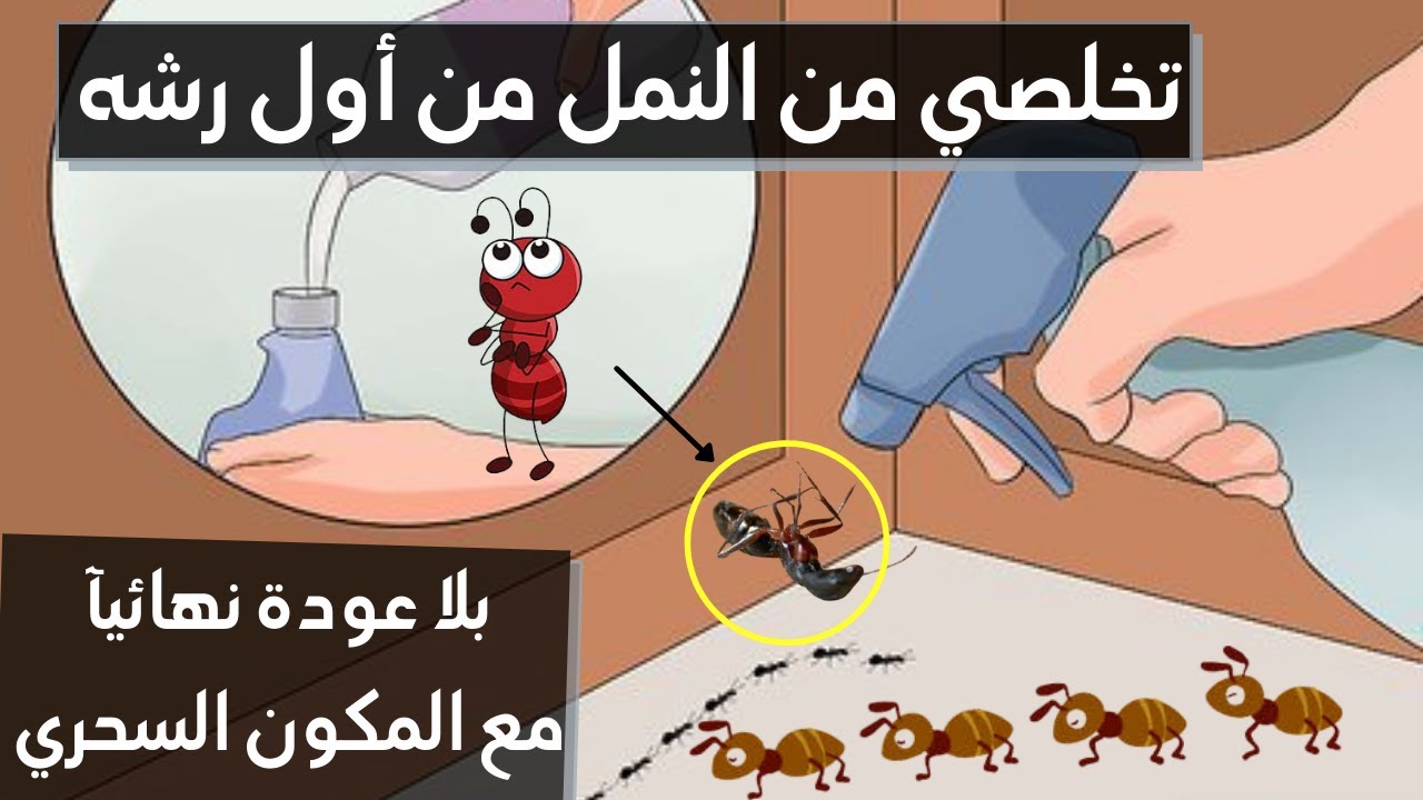 بدون مبيدات حشرية.. طريقة التخلص من النمل وجميع الحشرات الموجودة في البيت بمكونات طبيعية وبدون أي مواد كيميائية