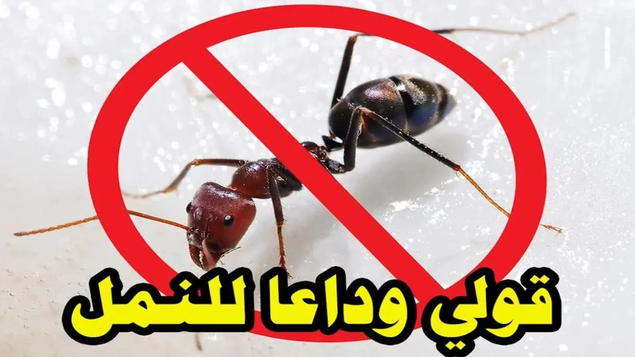 لو بيتك مليان نمل تعالي أقولك على خلطة هتخلصك من النمل نهائياً وبرشة واحدة كمان