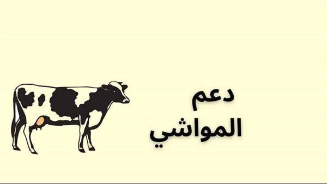كيفية التسجيل في دعم المواشي 1446 والشروط المطلوبة