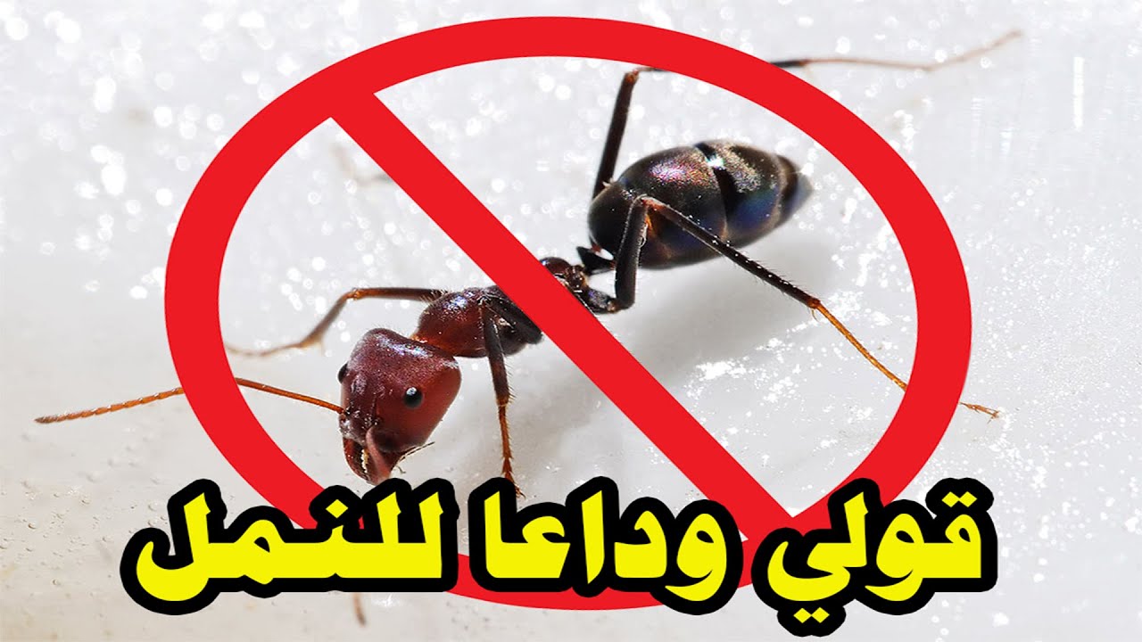 بدون مبيدات حشرية.. طريقة القضاء على النمل وجميع الحشرات المنزلية بمكون موجود في مطبخك هيختفوا تماماً