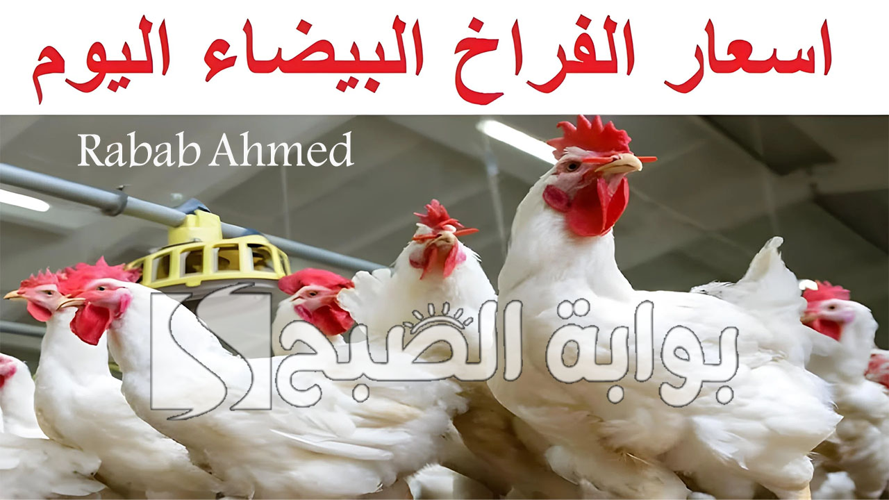 بورصة الدواجن اليوم الفراخ البيضاء والبيض الاثنين 22 يوليو 2024 وأسعار الكتاكيت والبيض 5 بورصة الدواجن اليوم الفراخ البيضاء والبيض الاثنين 22 يوليو 2024 وأسعار الكتاكيت والبيض
