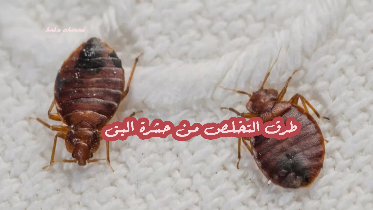 تخلصي من حشرة البق بكل سهولة في الجو الحار ولا تقلقي بعد اليوم 5 تخلصي من حشرة البق بكل سهولة في الجو الحار ولا تقلقي بعد اليوم