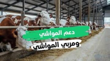 دعم المواشي 1