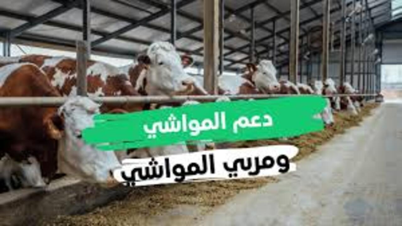 موعد صرف دعم المواشي شهر أغسطس 1446 وخطوات الاستعلام عن الدعم