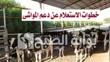 خطوات التسجيل في دعم المواشي الجديدة 1446 وأهم شروط “دعم ريف”