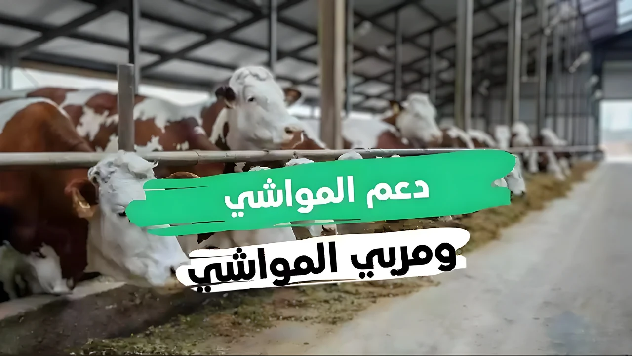 كيفية التقديم على دعم المواشي وشروط التسجيل المطلوبة 1446