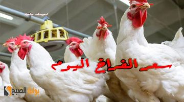 سعر ااالفراخ اليوم