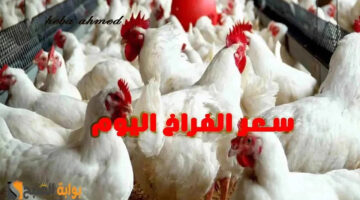 سعر االفراخ االيوم 1