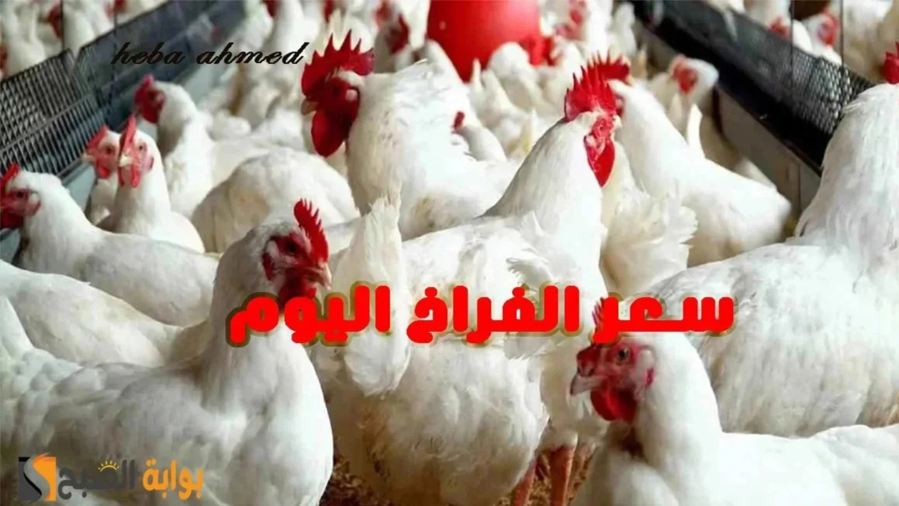 ألحقي خزنيها… سعر الفراخ اليوم السبت 27 يوليو 2024 في البورصة والأسواق وقد وصلت لأقل سعر لها منذ 5 أشهر