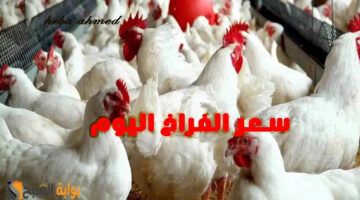 سعر االفراخ اليوم 10