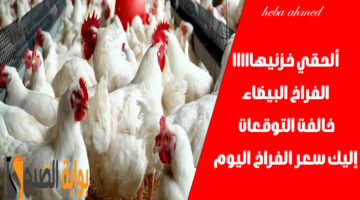 سعر االفراخ اليوم 2