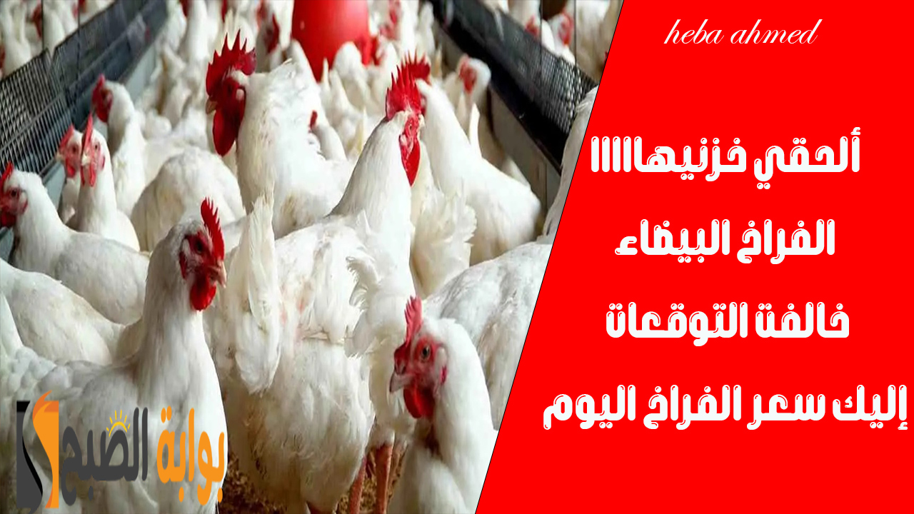 ألحقي خزنيها… هبوط سعر الفراخ اليوم الخميس 11 يوليو 2024 وأسباب انخفاض الأسعار