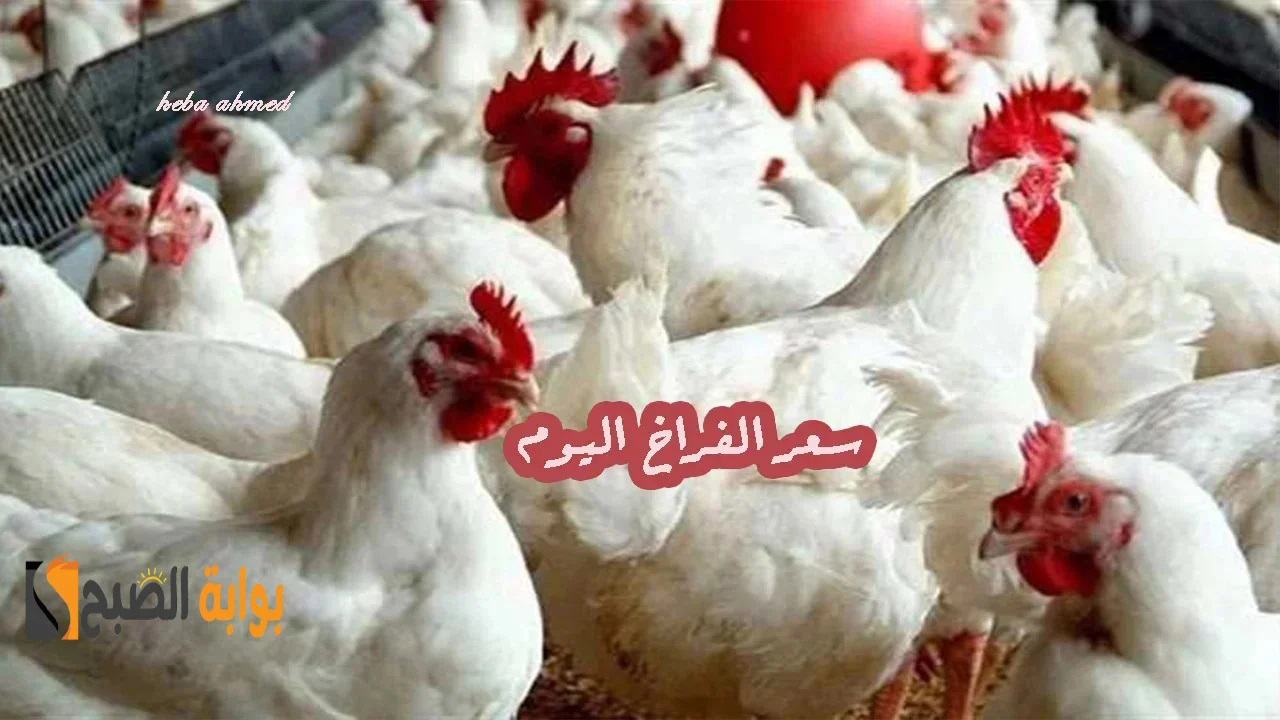 هبوط وانخفاض سعر الفراخ اليوم الجمعة 12 يوليو 2024 وصلت لأقل سعر لها منذ 7 أشهر
