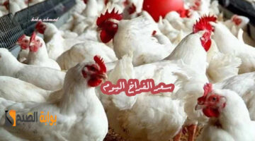 سعر االفراخ اليوم