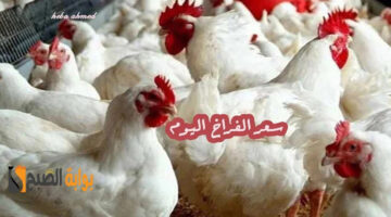 سعر االفراخ اليوم 4