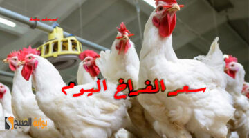 سعر االفراخ اليوم 5